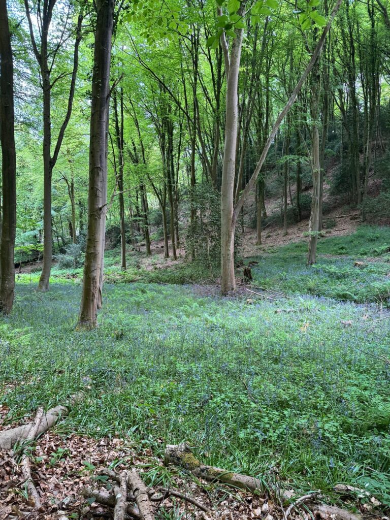 Leigh Woods